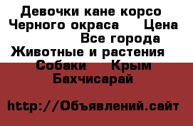 Девочки кане корсо. Черного окраса.  › Цена ­ 65 000 - Все города Животные и растения » Собаки   . Крым,Бахчисарай